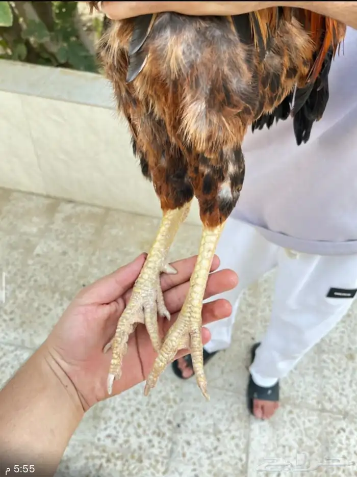 دجاج تركي 4