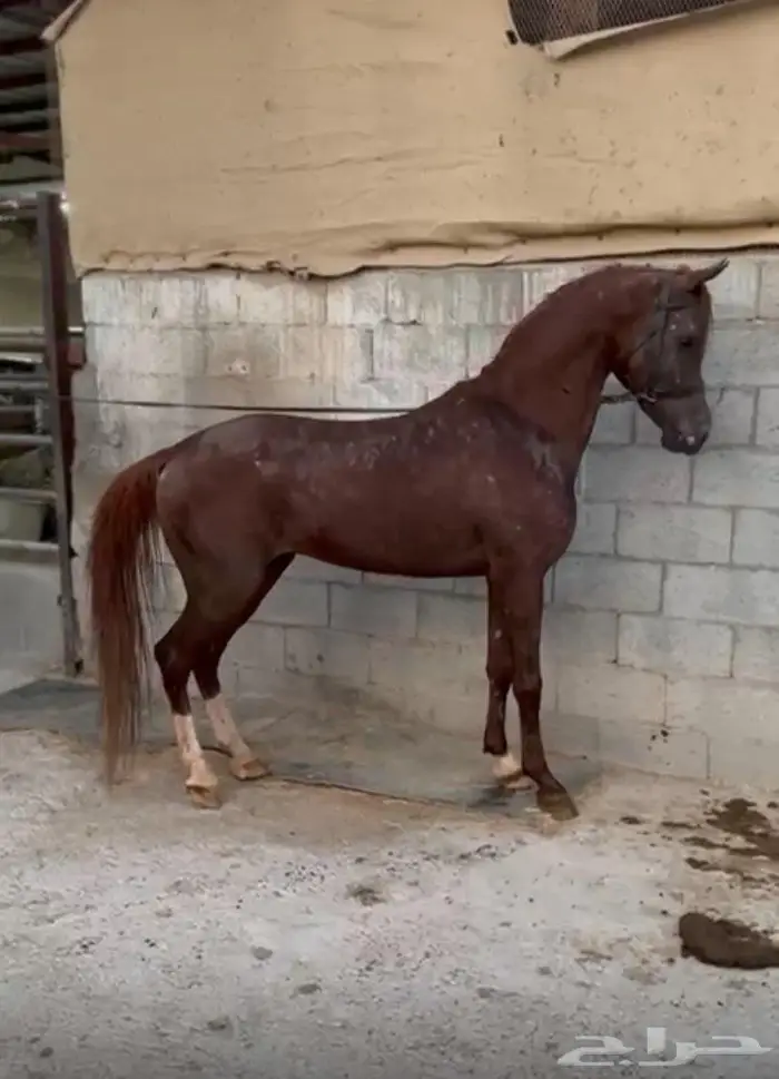 خيل 0