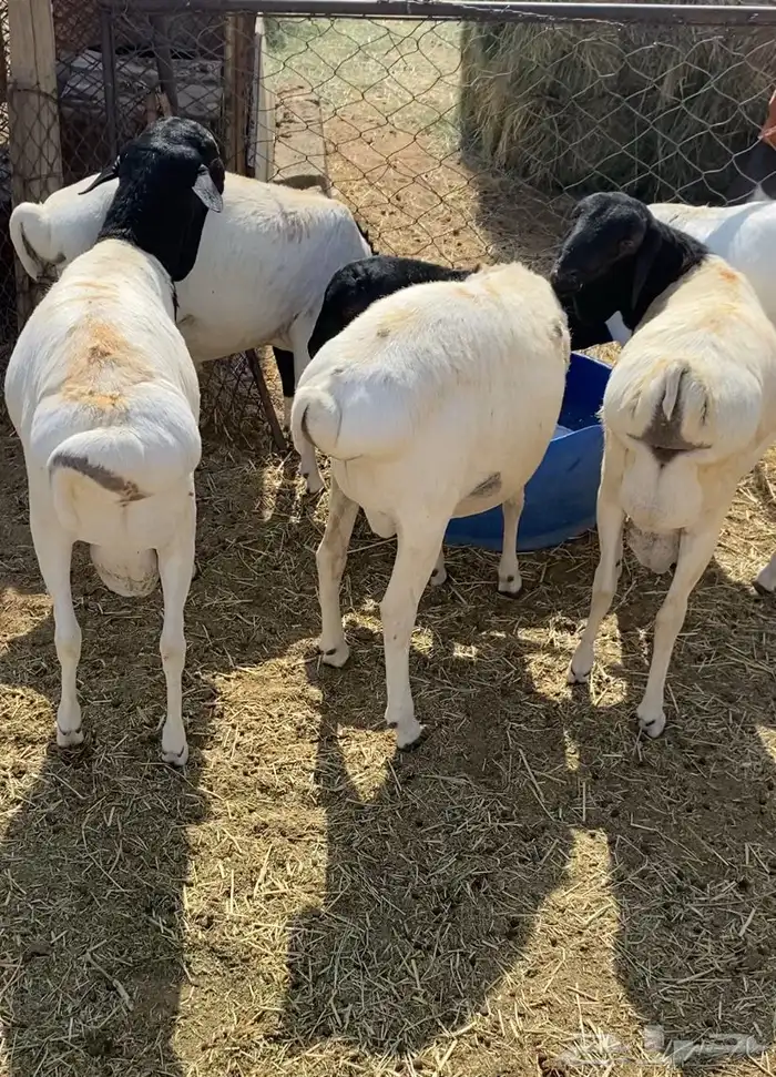 برابر كلها جذعان 5