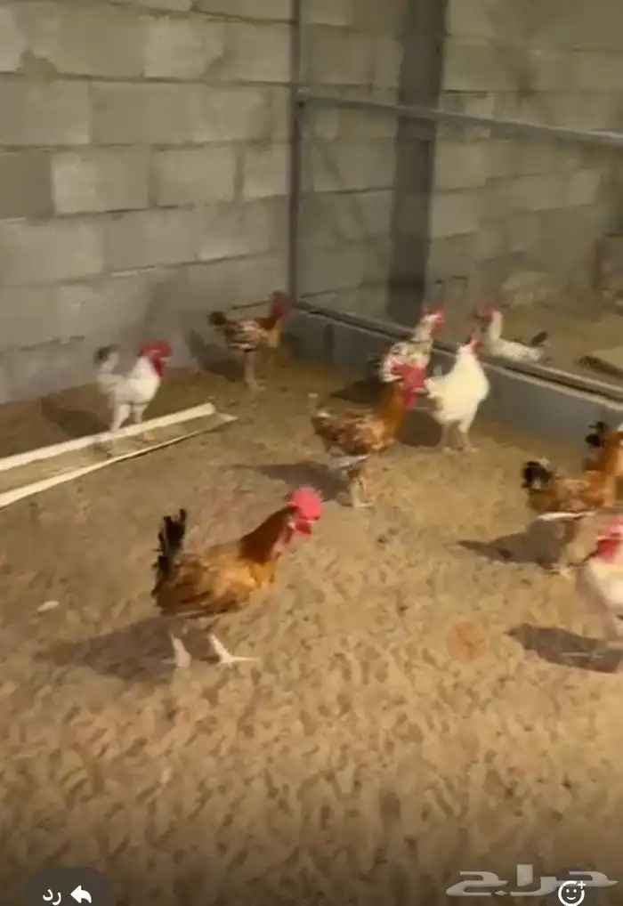 ديك بلدي 0