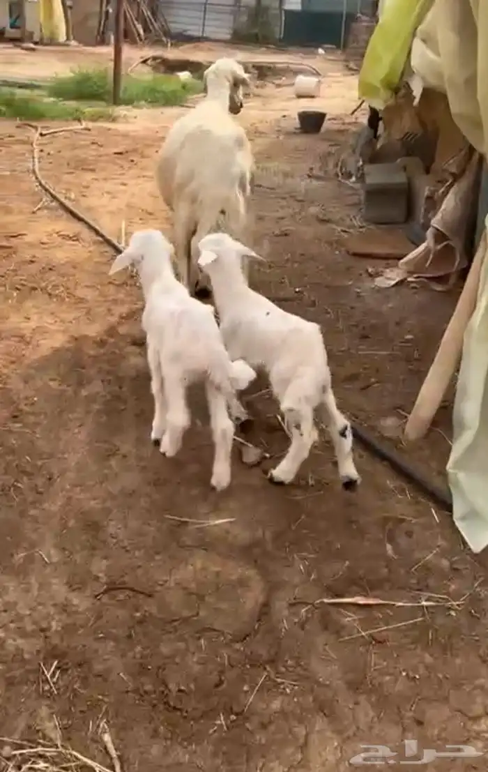 نعجه مشروطه مسوي طري عليها خروف ورخل ديد مكفل مشروطه روم وص 0