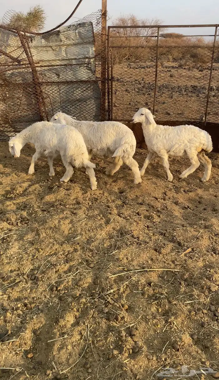 بهم للبيع العدد 3 ( تم البيع   ) 0