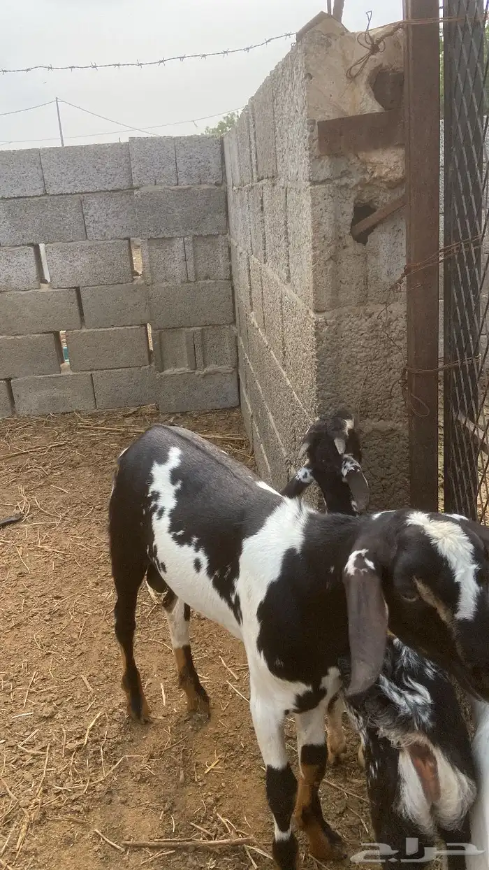 تيس  لباني 1