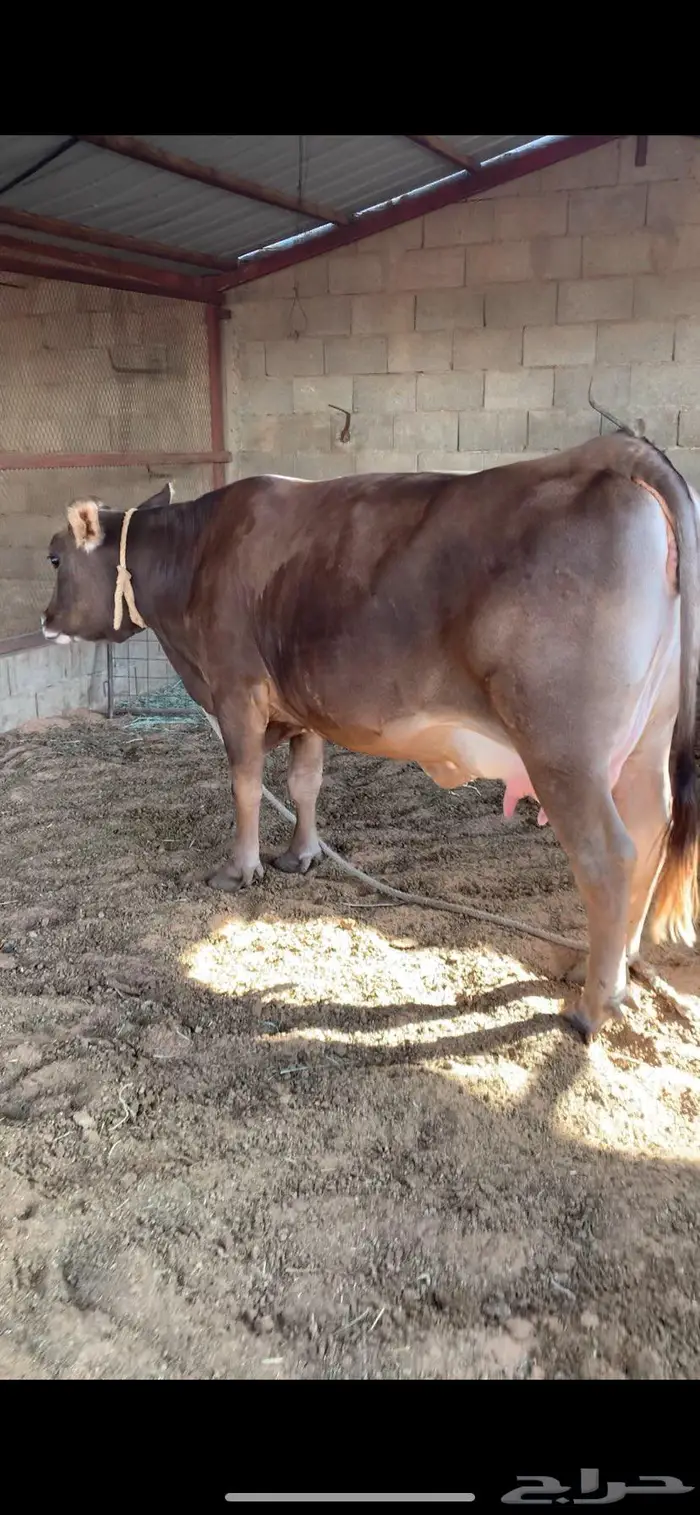 بقره سويسريه براون بكر دافع نادره 1