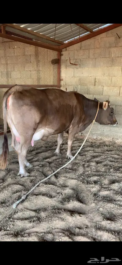 بقره سويسريه براون بكر دافع نادره index