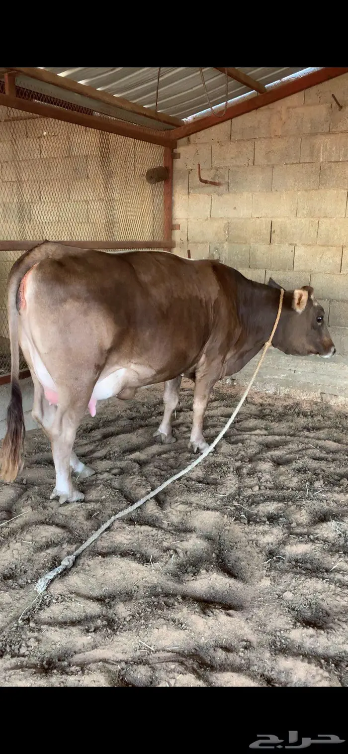بقره سويسريه براون بكر دافع نادره 3