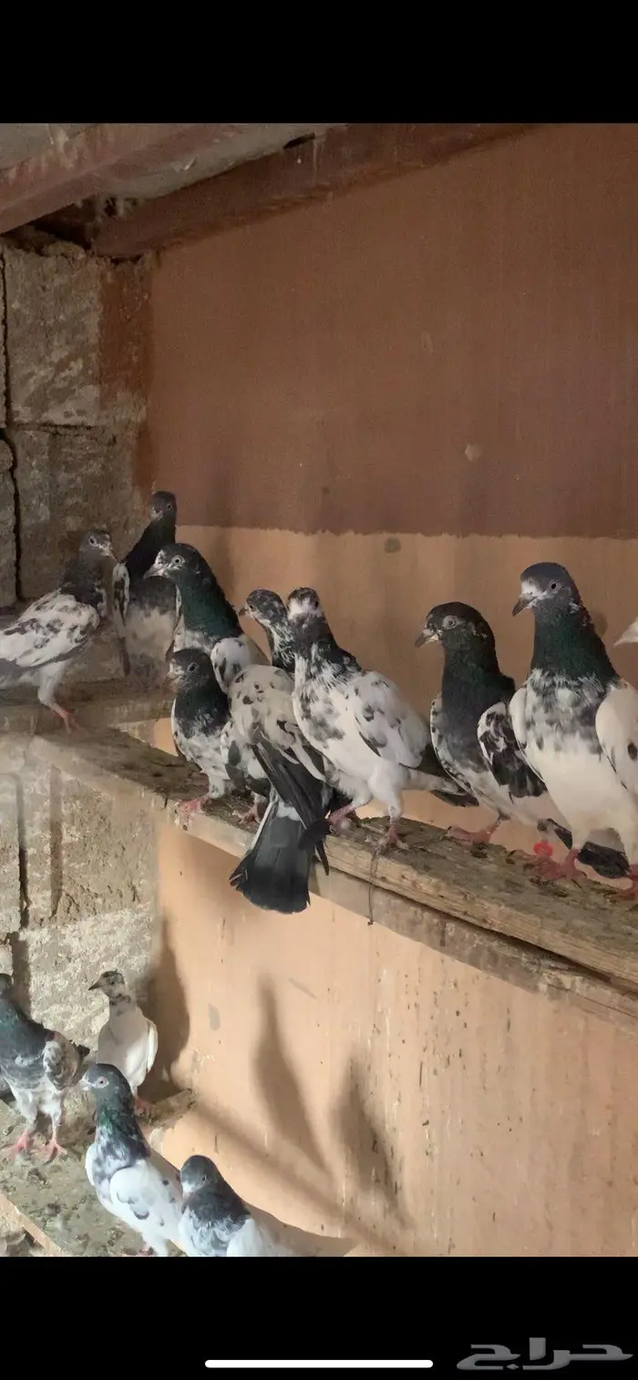 حمام باكستاني جمله 4