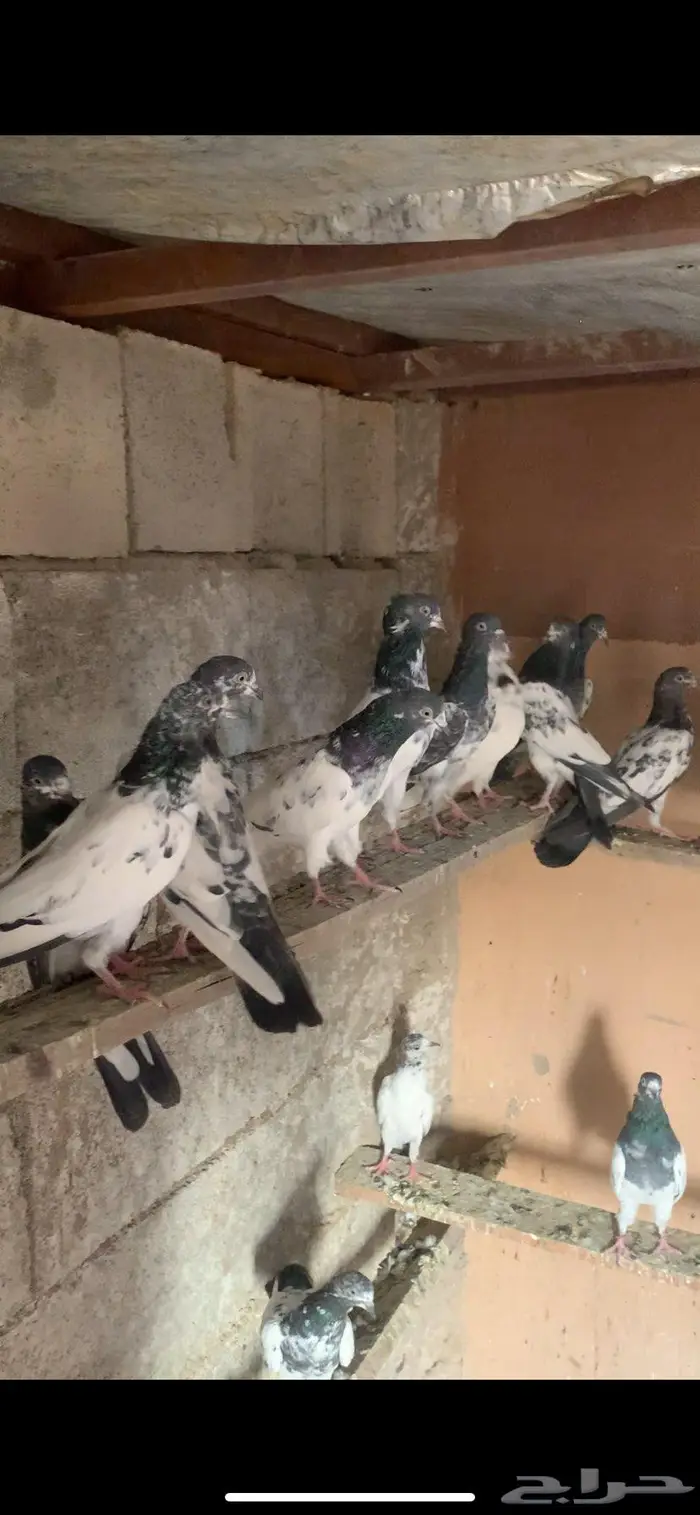 حمام باكستاني جمله 2