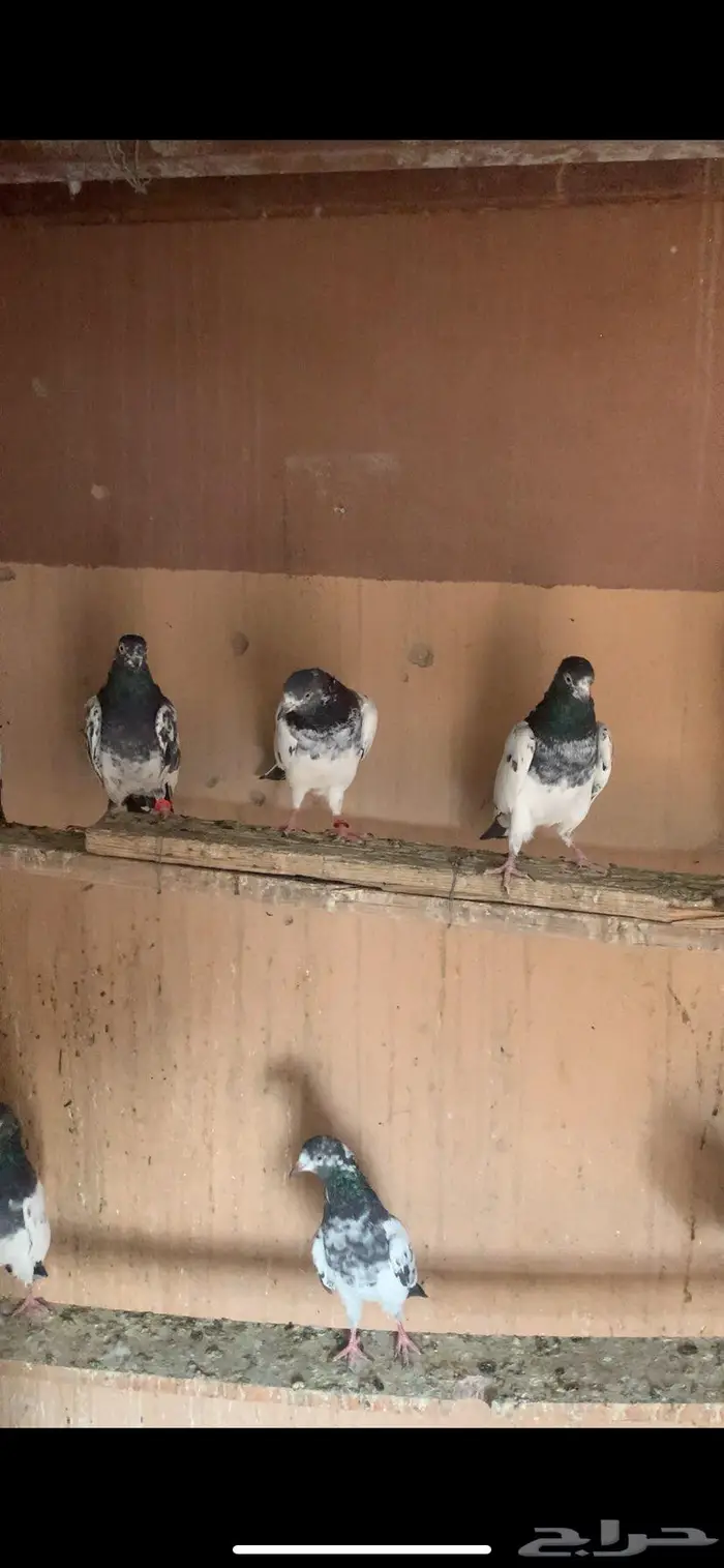 حمام باكستاني جمله 7
