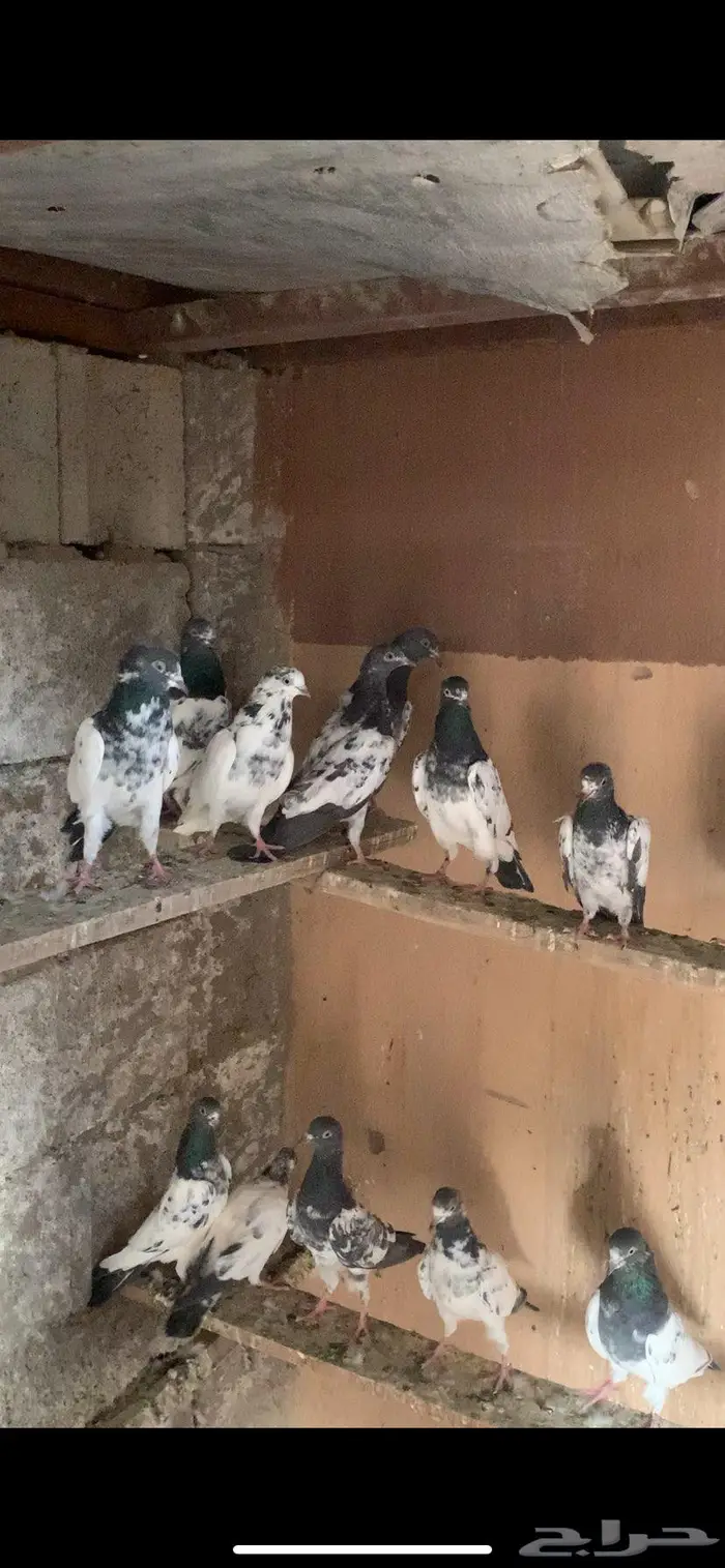 حمام باكستاني جمله 8