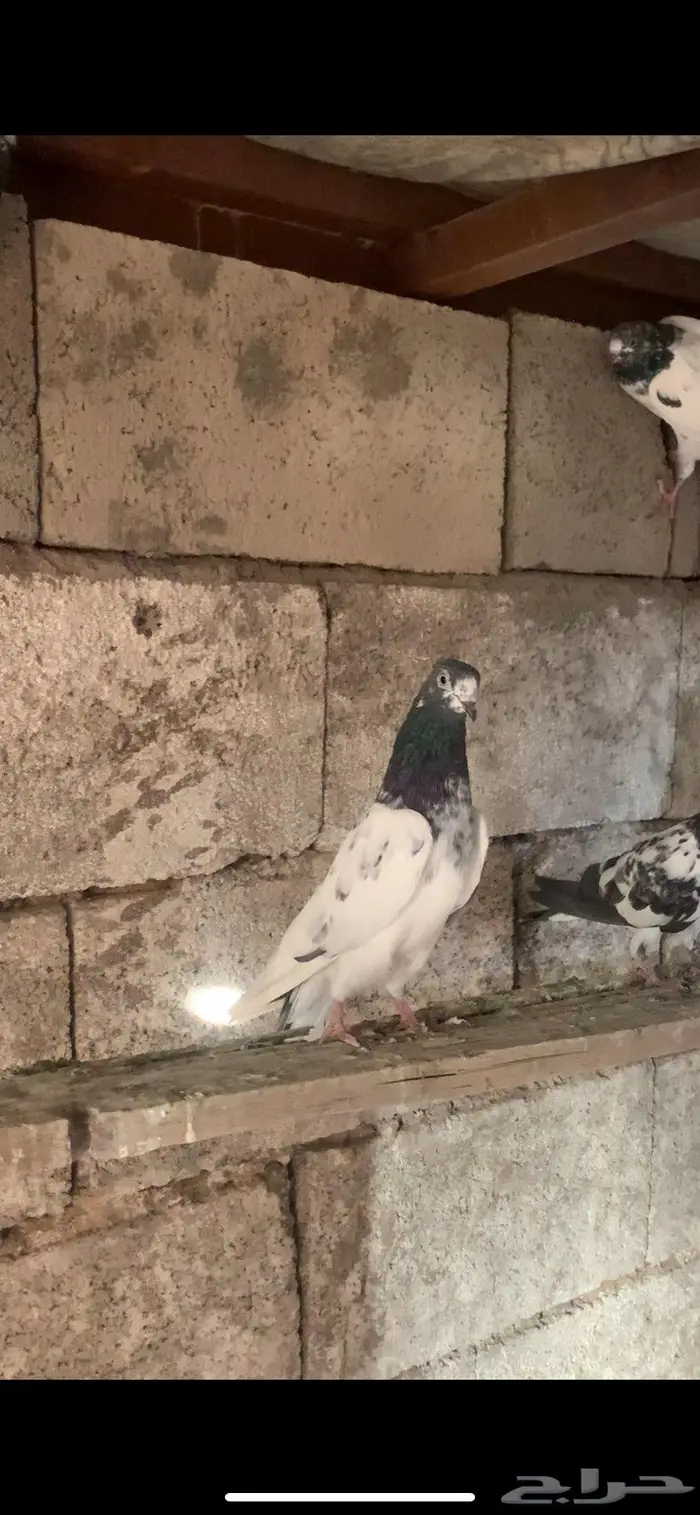 حمام باكستاني جمله 5