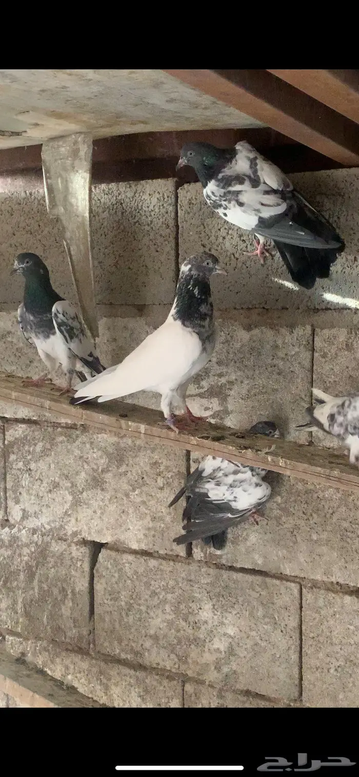 حمام باكستاني جمله 3