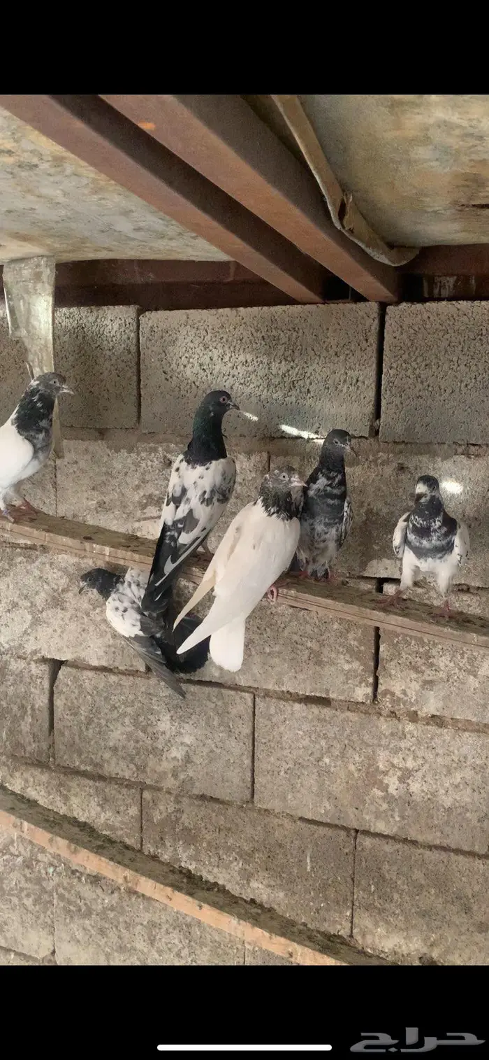 حمام باكستاني جمله 9
