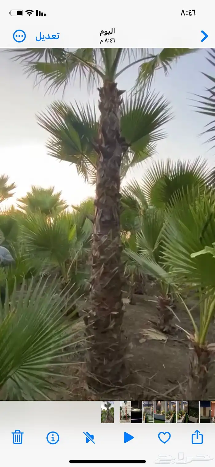 قص أشجار تركيب نخيل القطيف 3