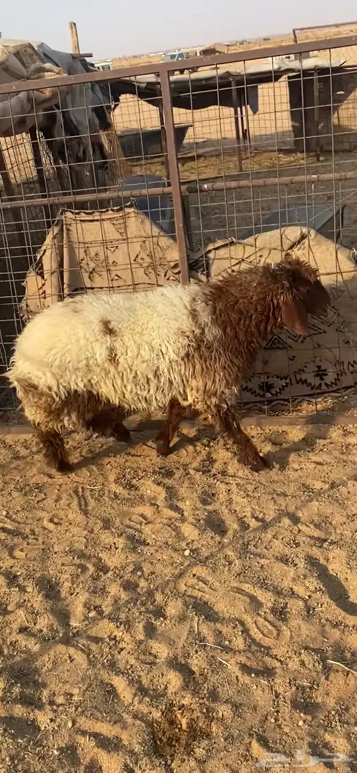 رخل طيبه 1