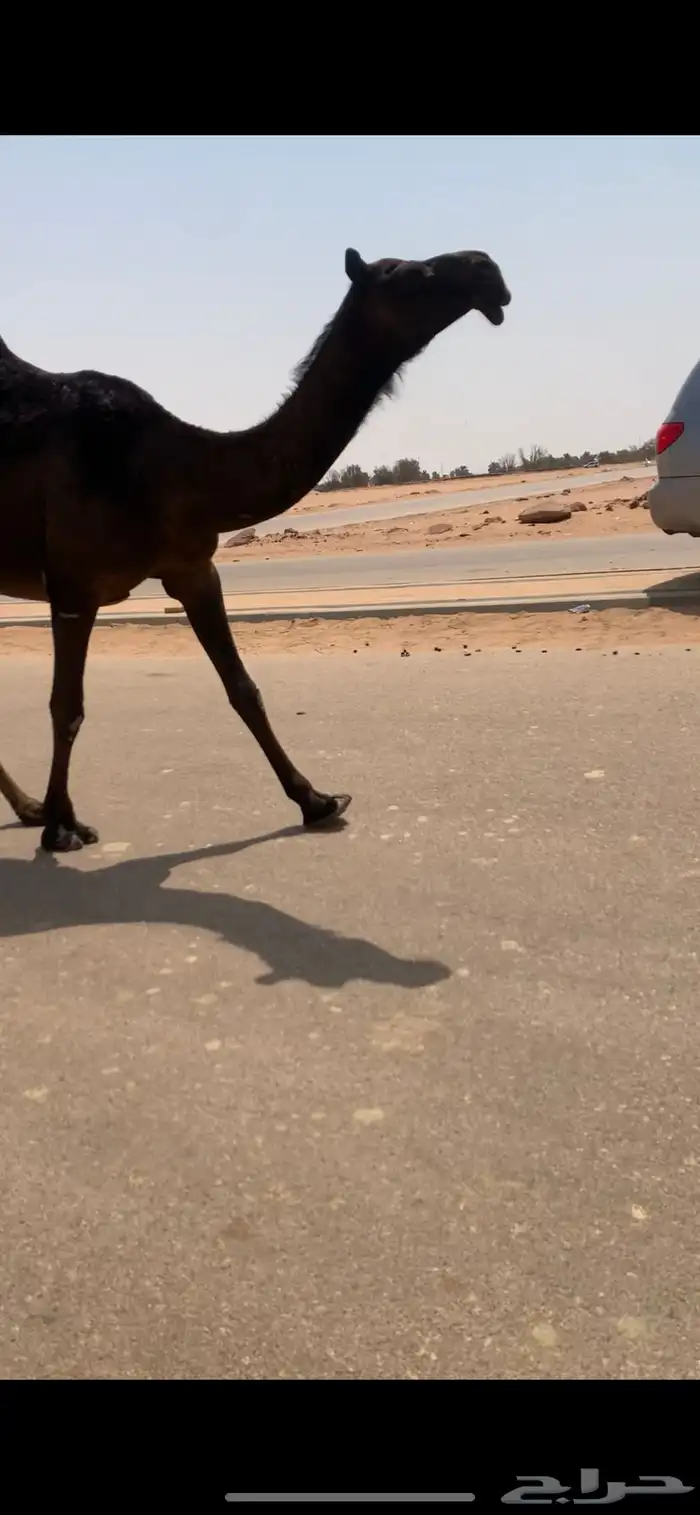 بكره مجهم 6