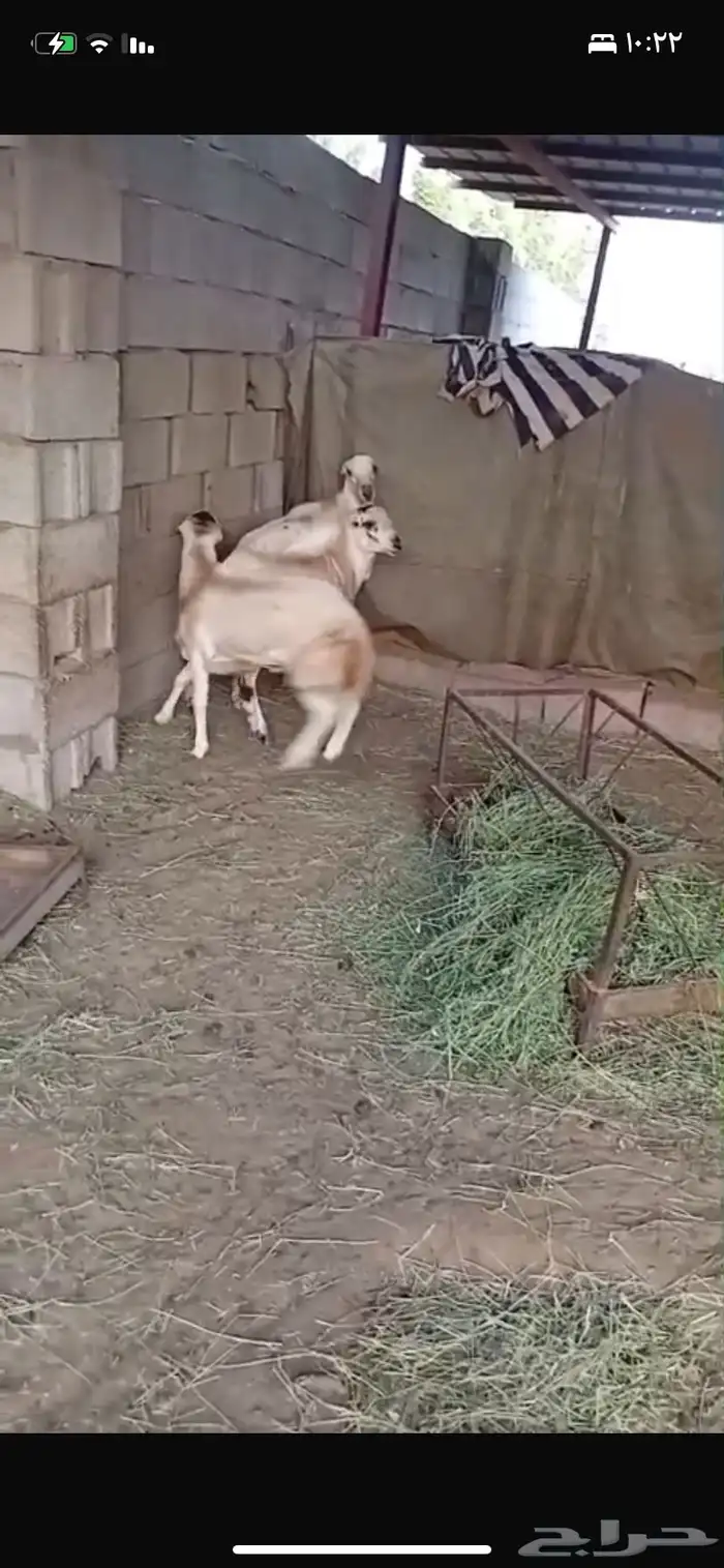 تم البيع 0