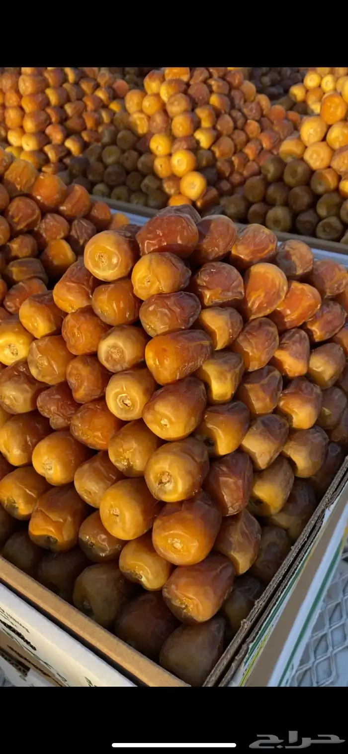 تمور فاخره 2