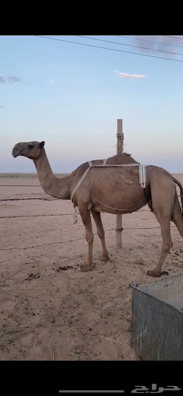لبيع نياق لقحه صفراء و خفوت وضحاء تو بايع ولدها 4
