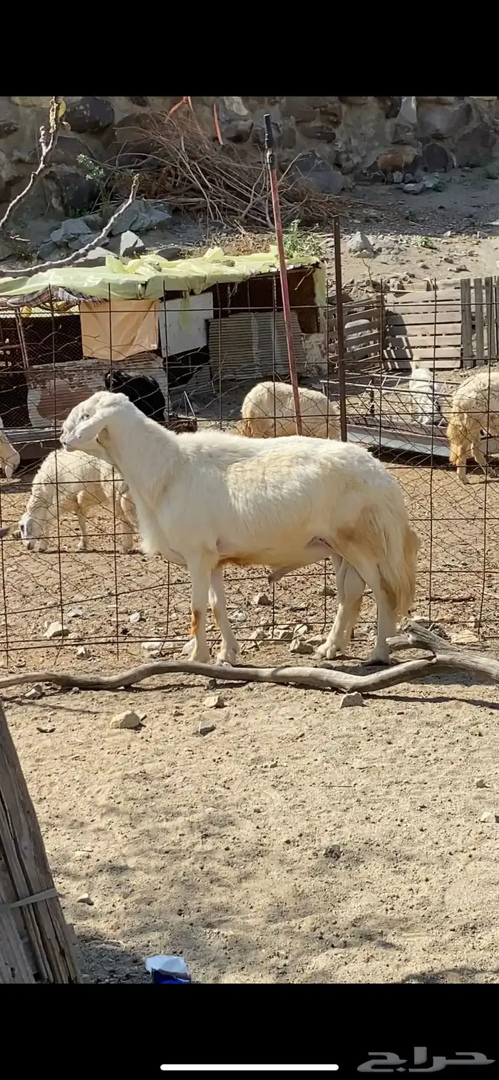 طلي فحل جرم وحار 0