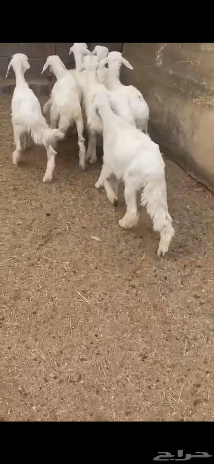 بهم تربيه للبيع 1