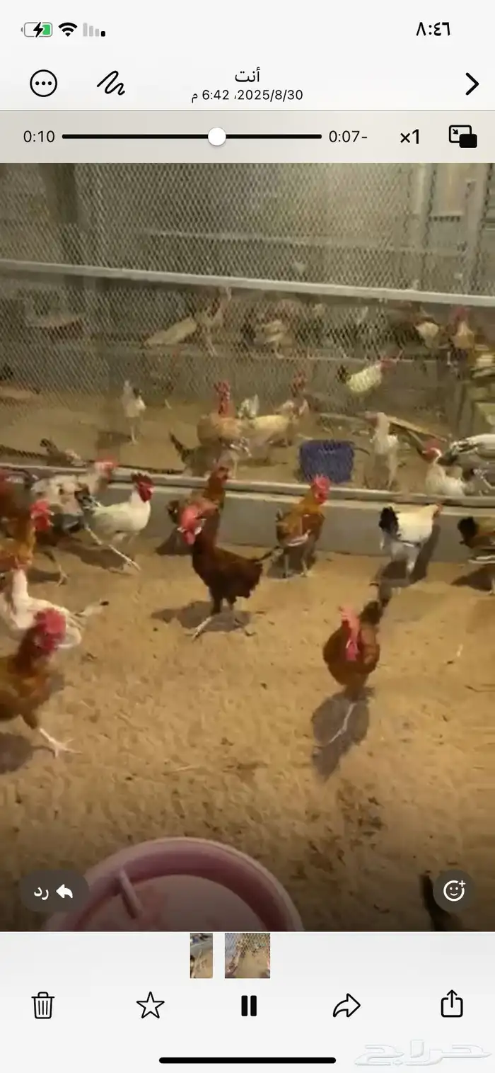 ديك بلدي 2