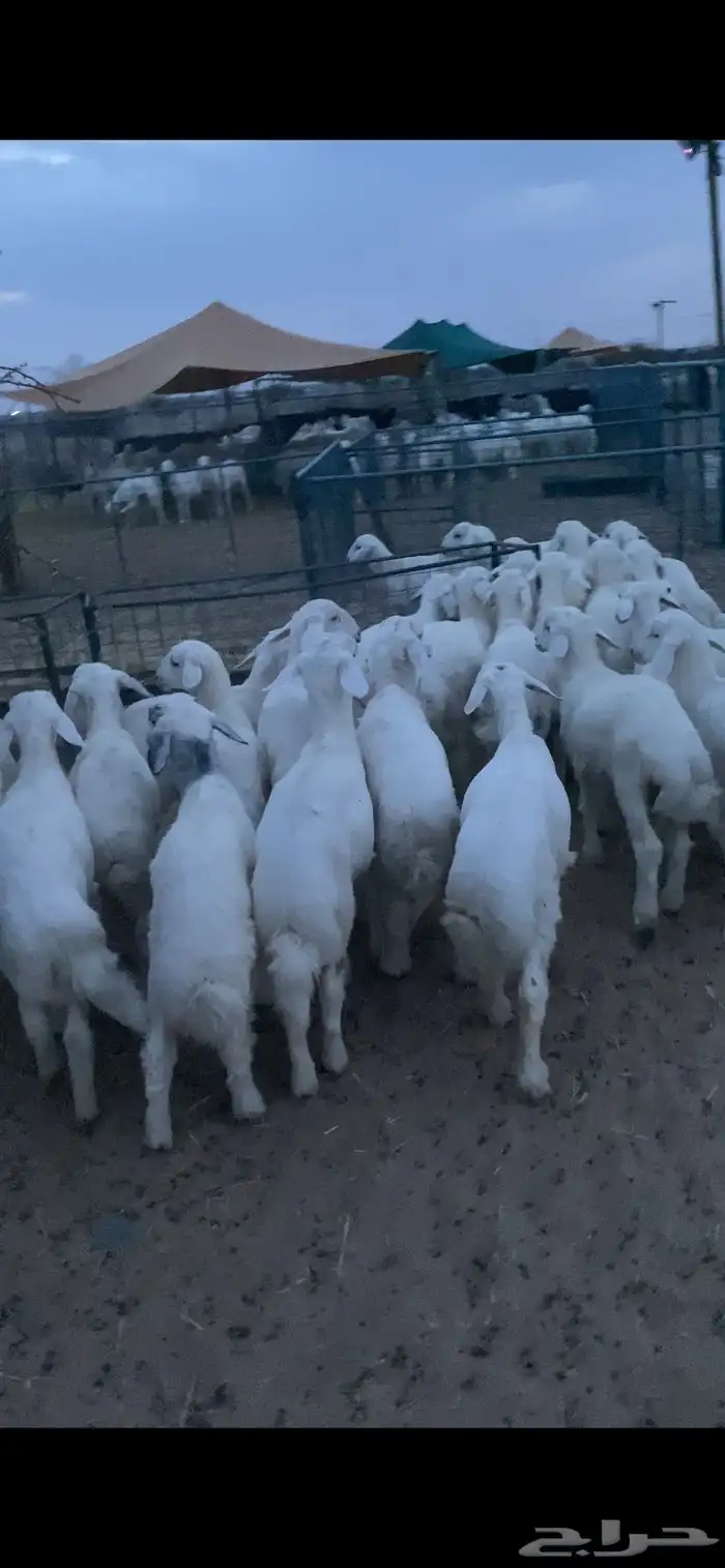 بهم تربيه تم البيع اضغط متابعه يصلك كل جديد 0