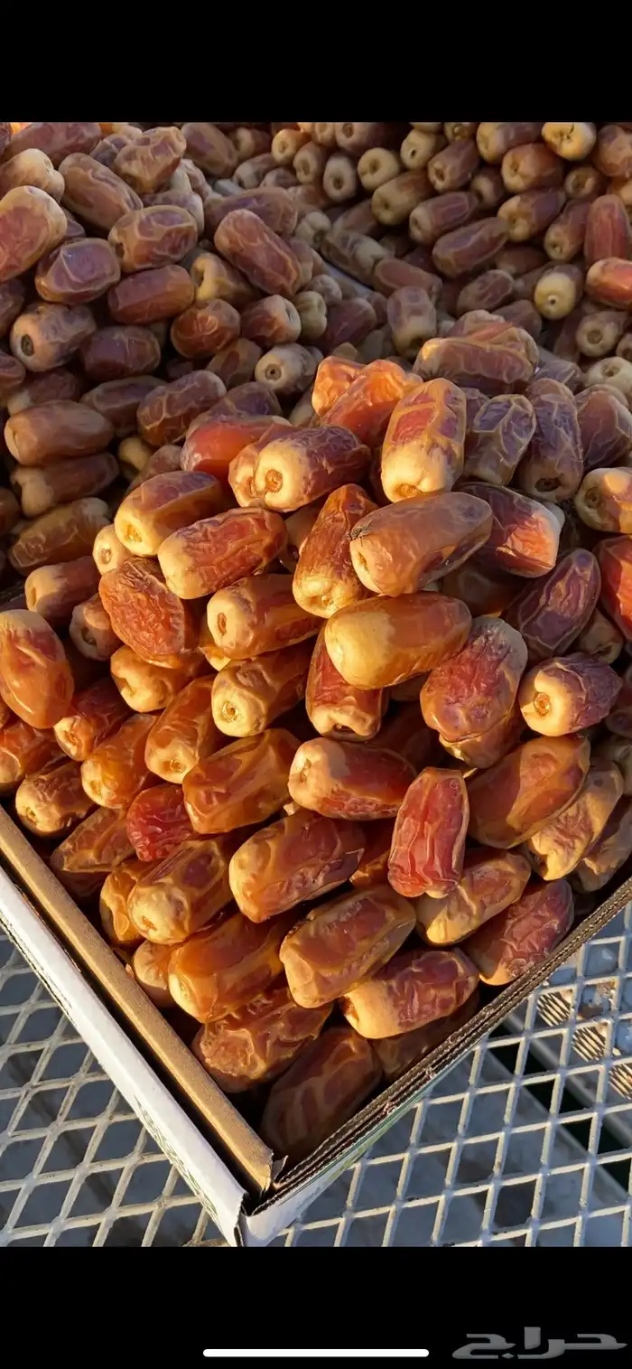 تمور فاخره 4