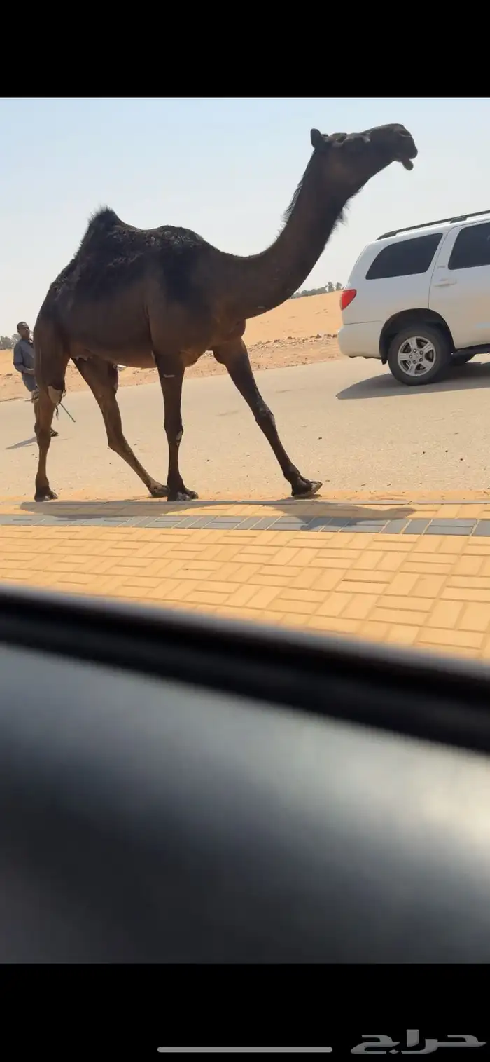 بكره مجهم 3