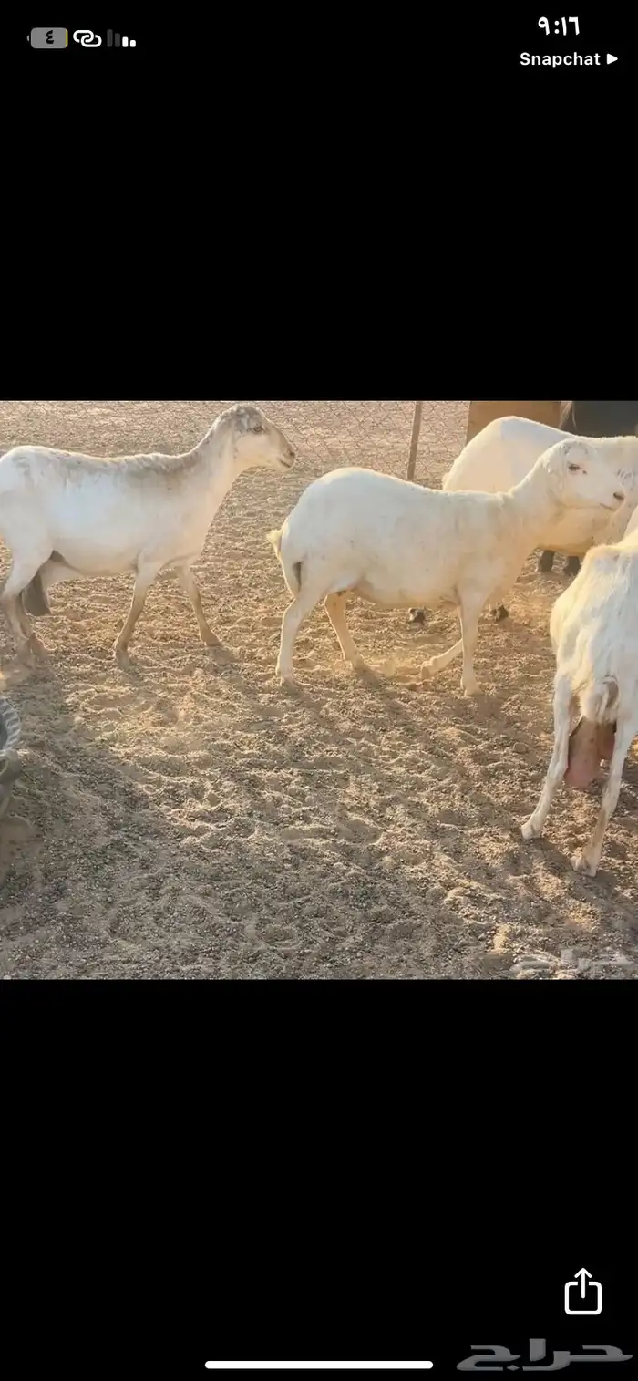 غنم للبيع 2