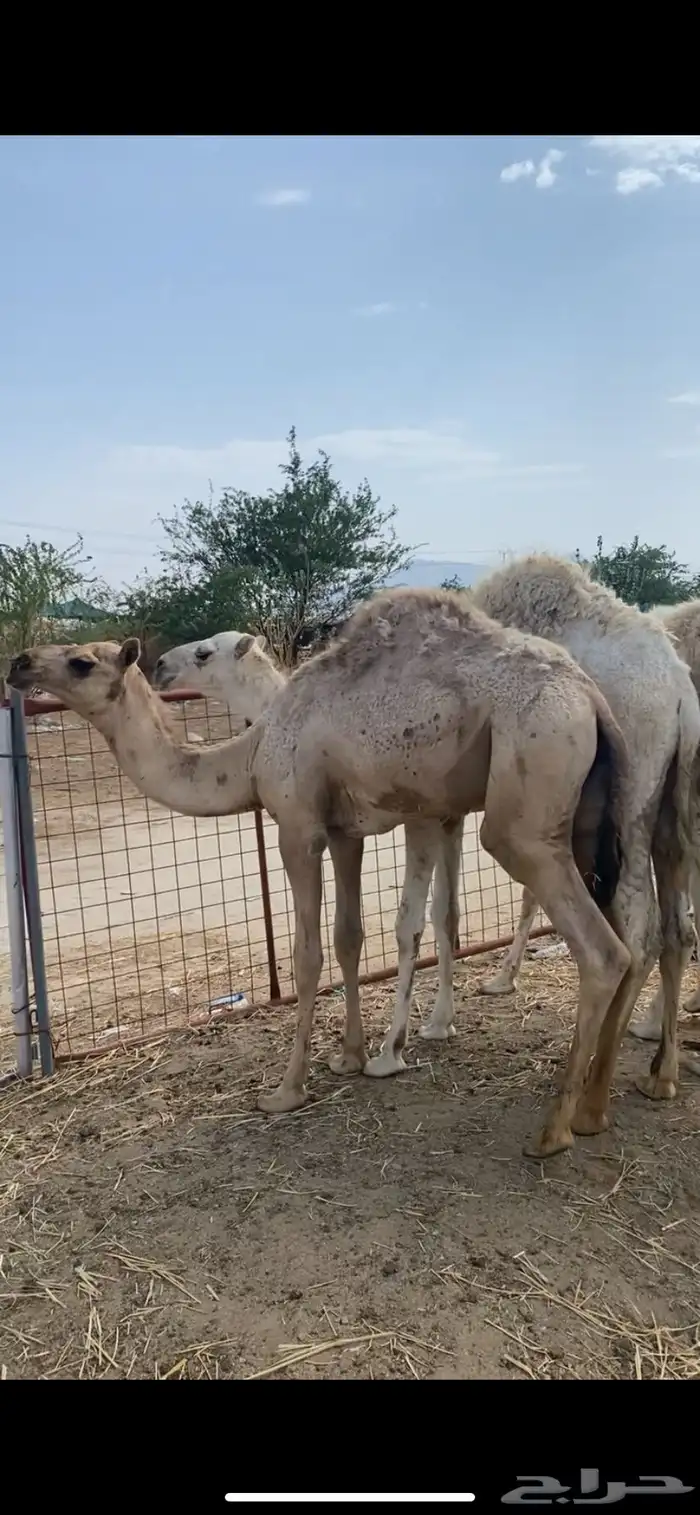 قعدان عفر العدد 2 2