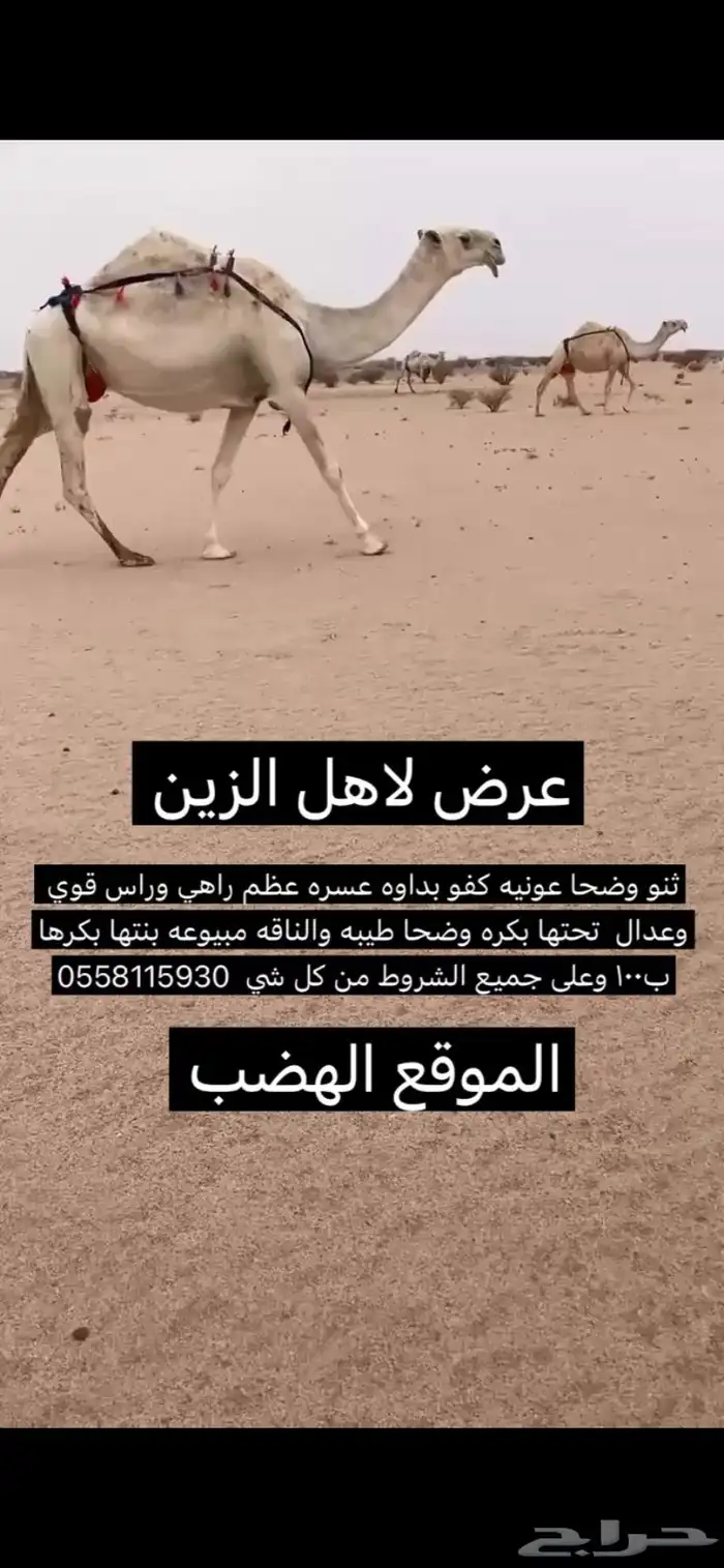عشرا عونيه تحتها بكره 0