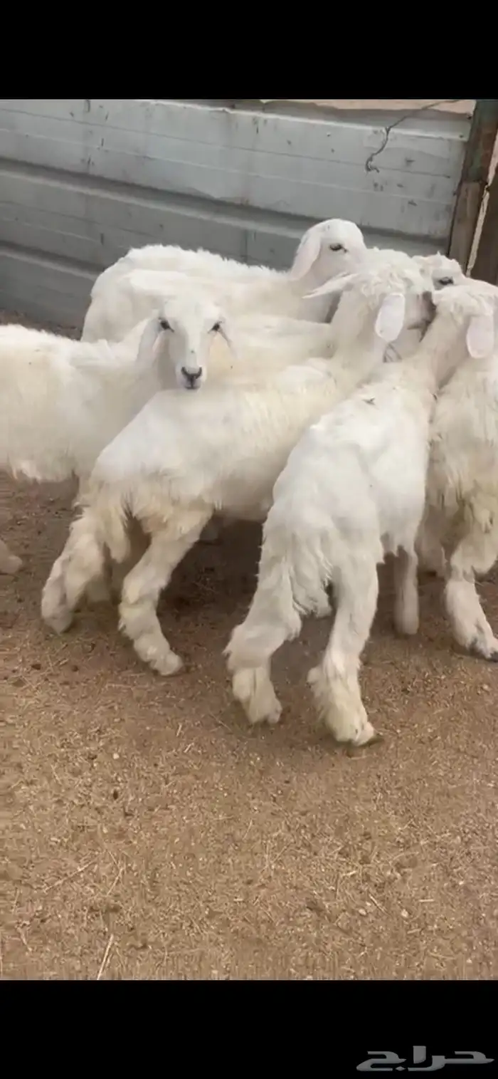 بهم تربيه للبيع 0