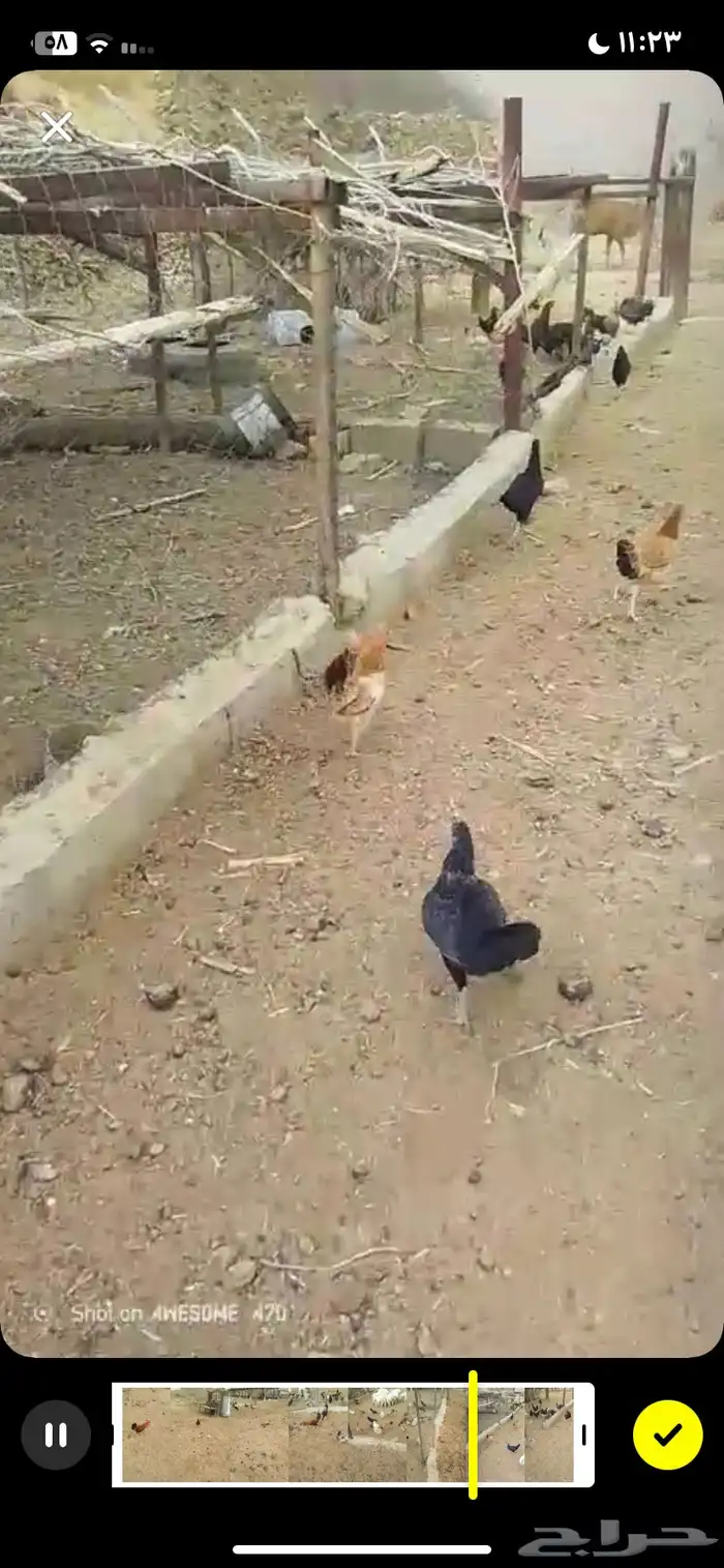 بوجد لدي دجاج بلدي الصحه منتازه خاليه من جميع الامراض 1