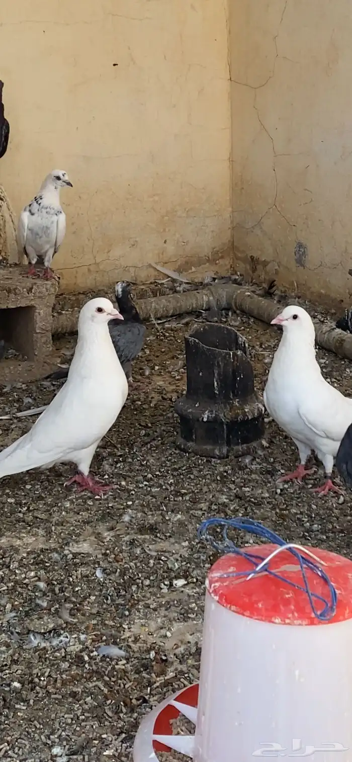 حمام فرنسي 0