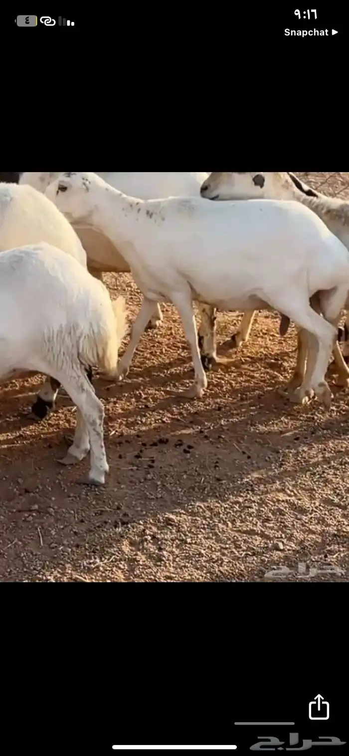 غنم للبيع 4