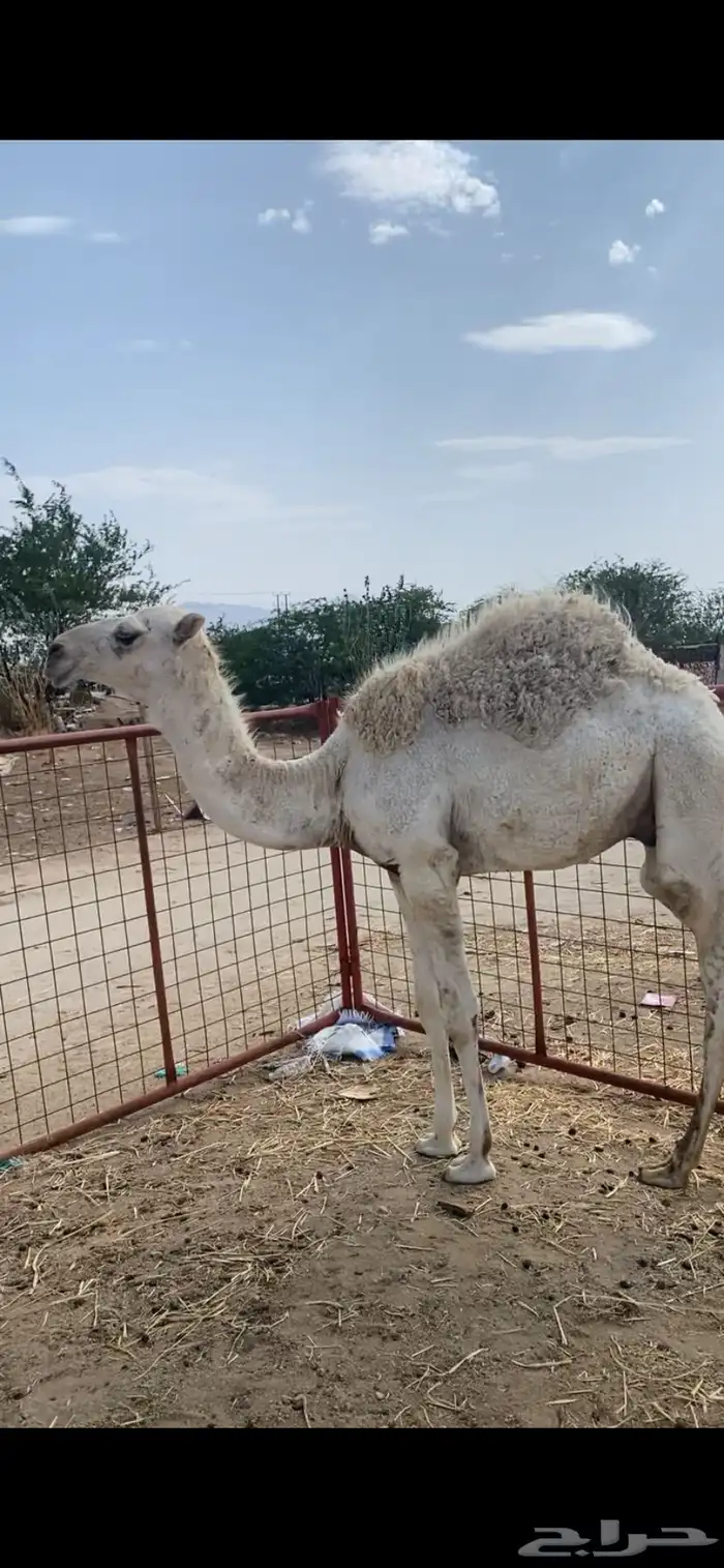 قعدان عفر العدد 2 0