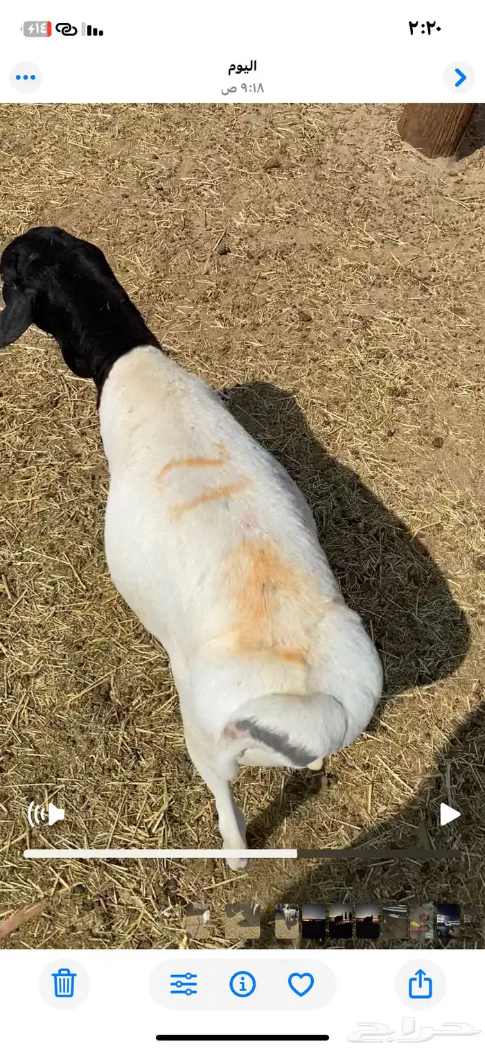 برابر كلها جذعان 8