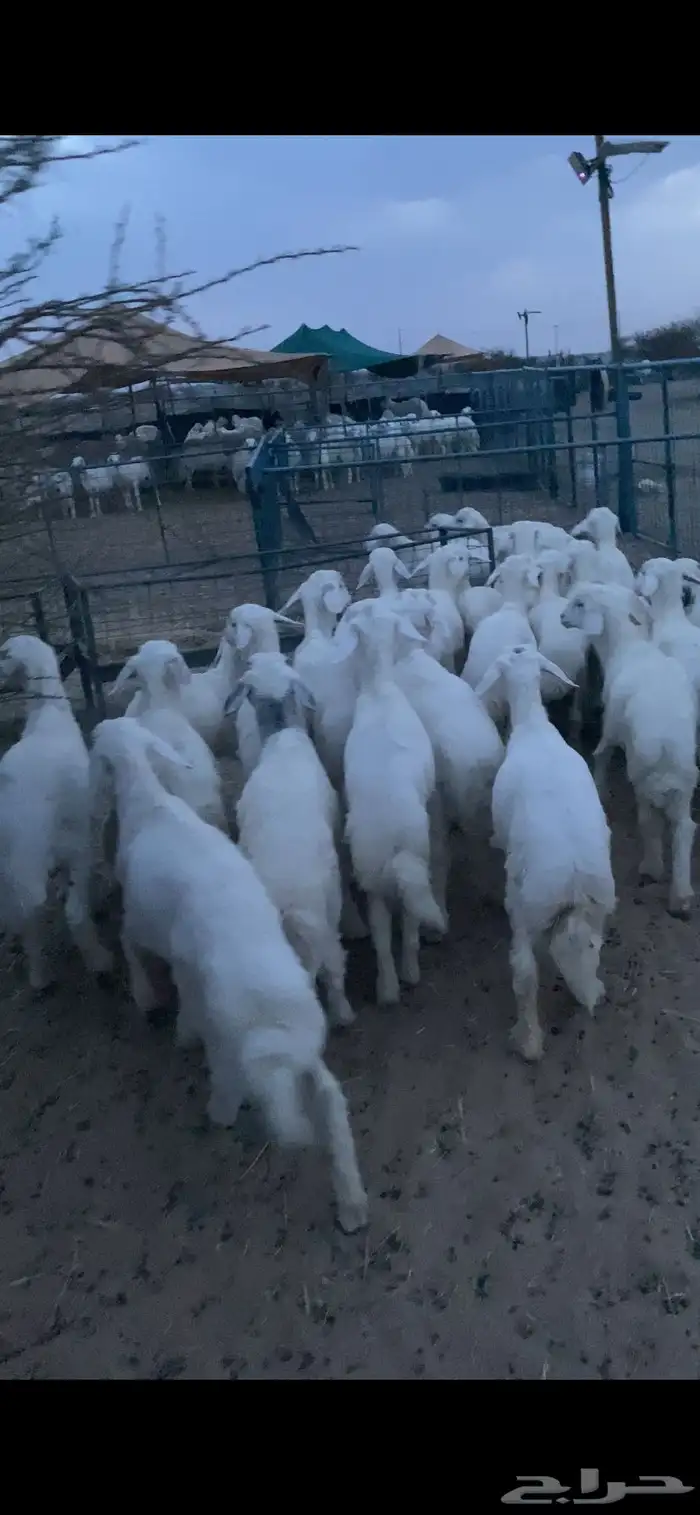 بهم تربيه تم البيع اضغط متابعه يصلك كل جديد 2