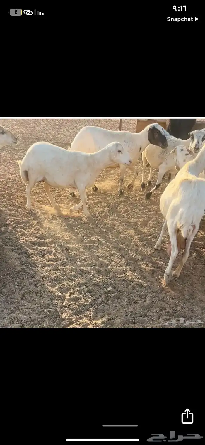 غنم للبيع 3