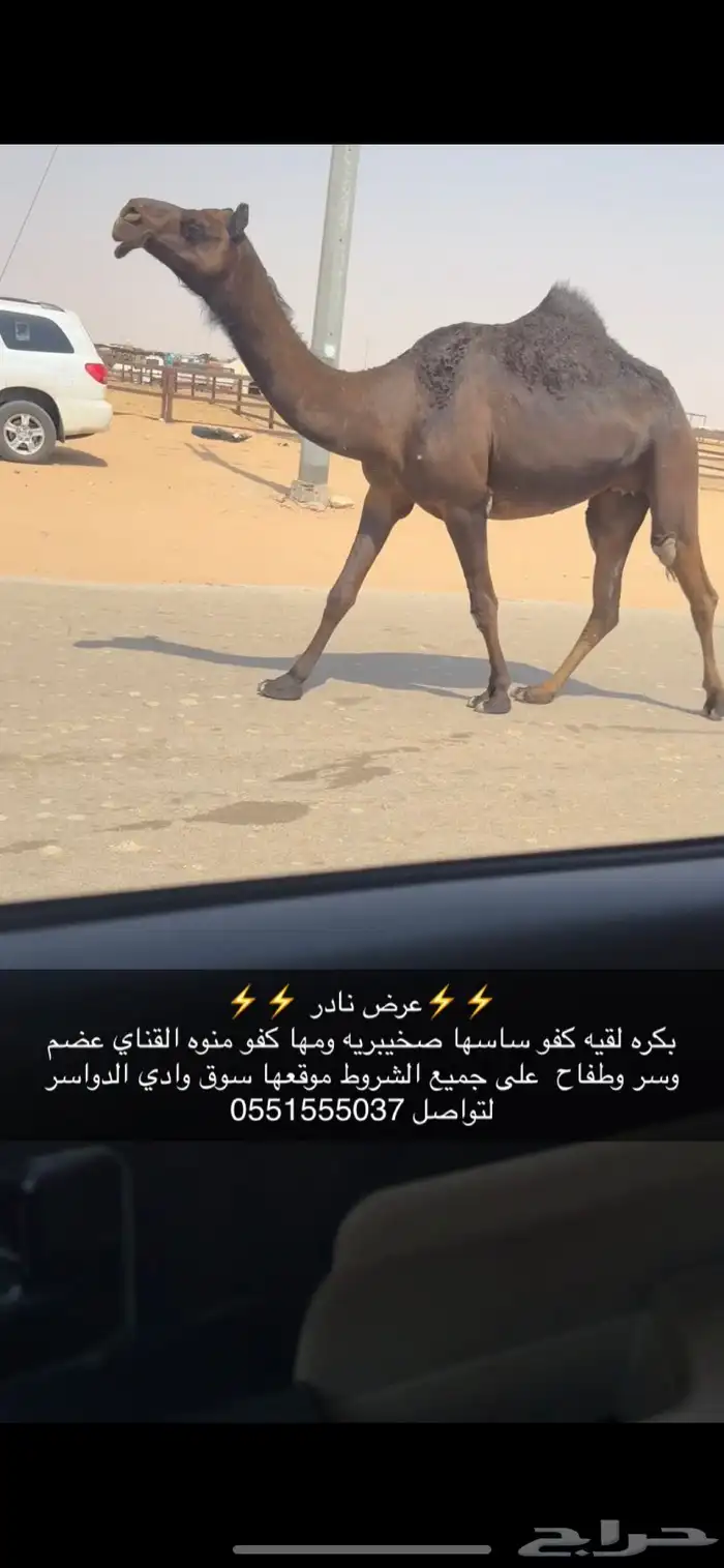 بكره مجهم 1