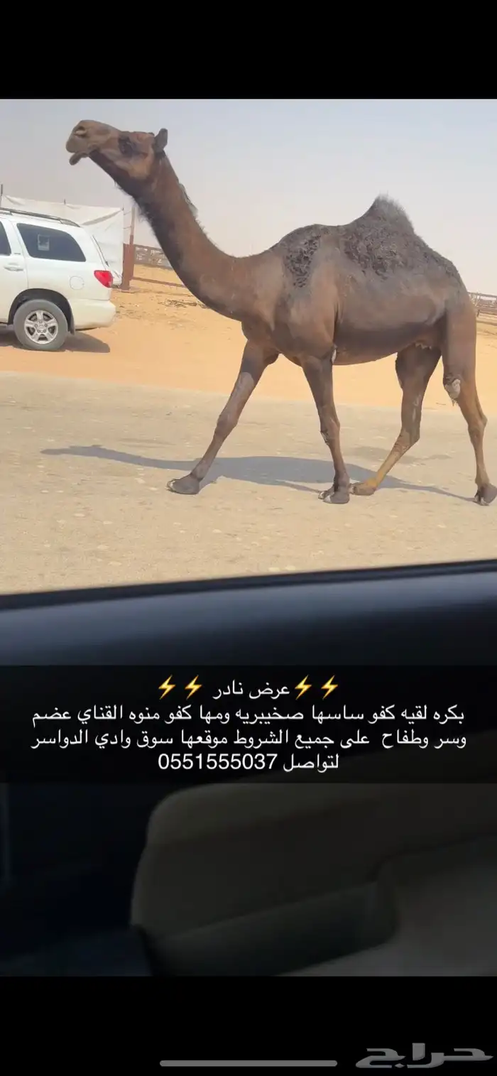 بكره مجهم 0