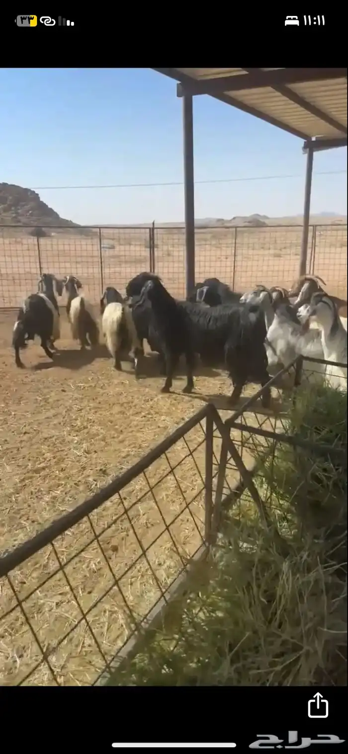 معزة للبيع العدد 40 1