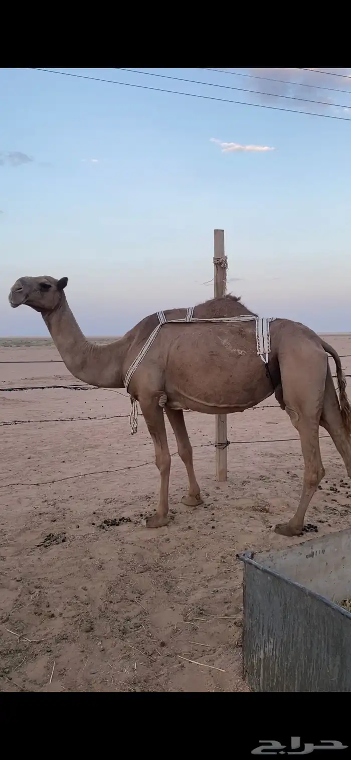 لبيع نياق لقحه صفراء و خفوت وضحاء تو بايع ولدها 5