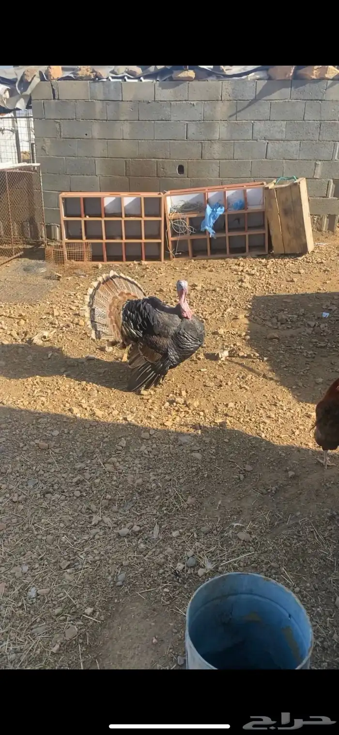دجاج رومي 3