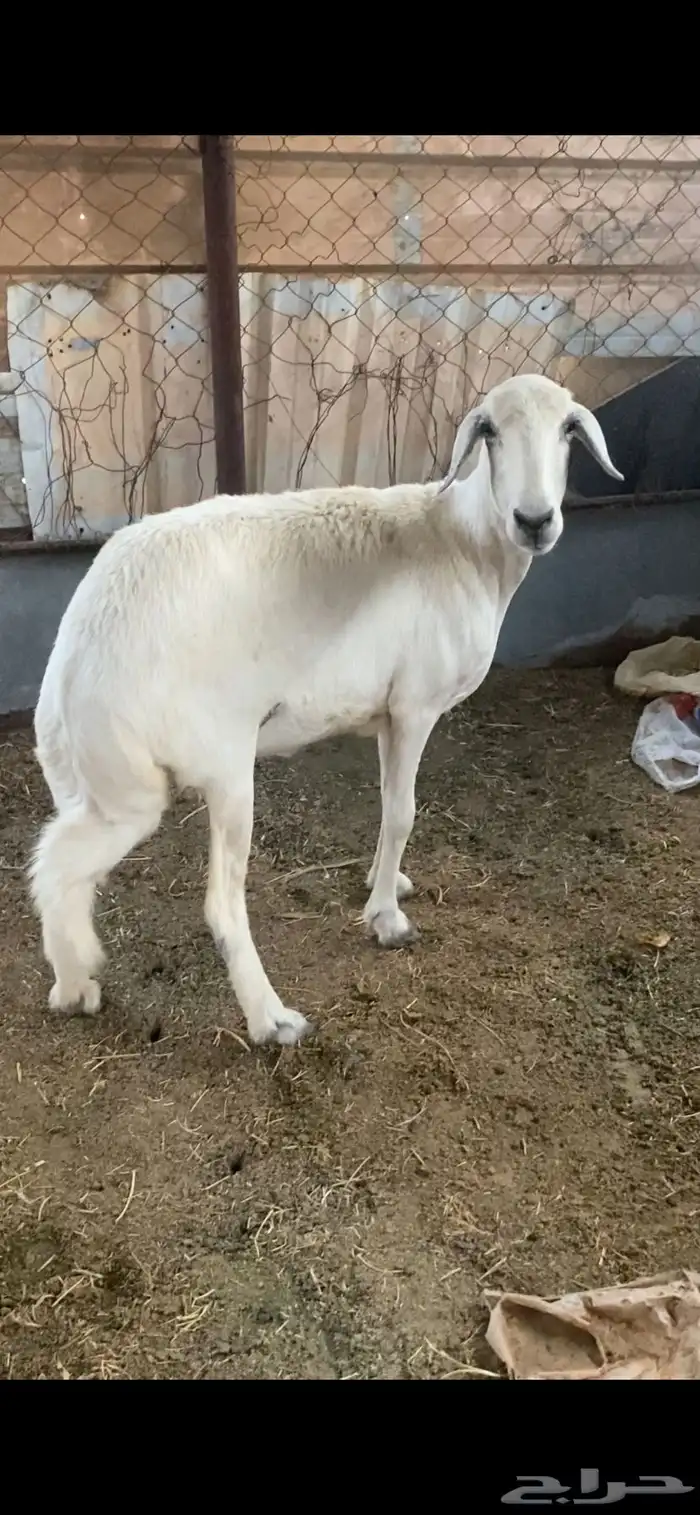 انعجه حايل 1
