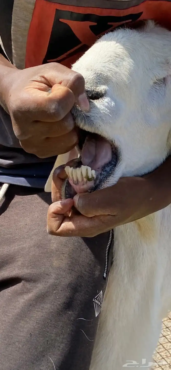 طلي فحل جرم وحار 2