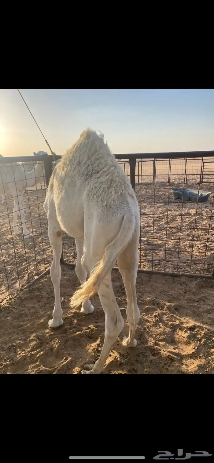 قعود طيب علي حليب امه 0