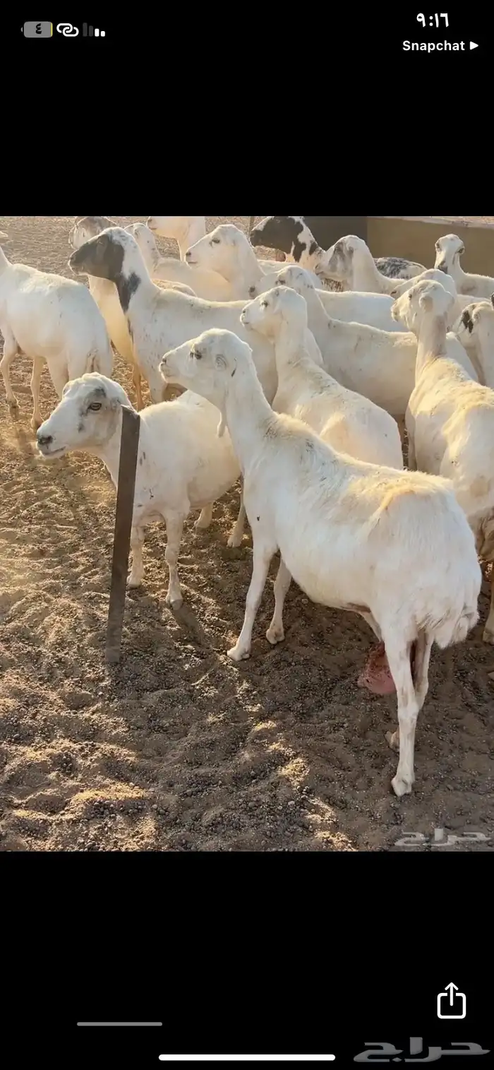 غنم للبيع 1