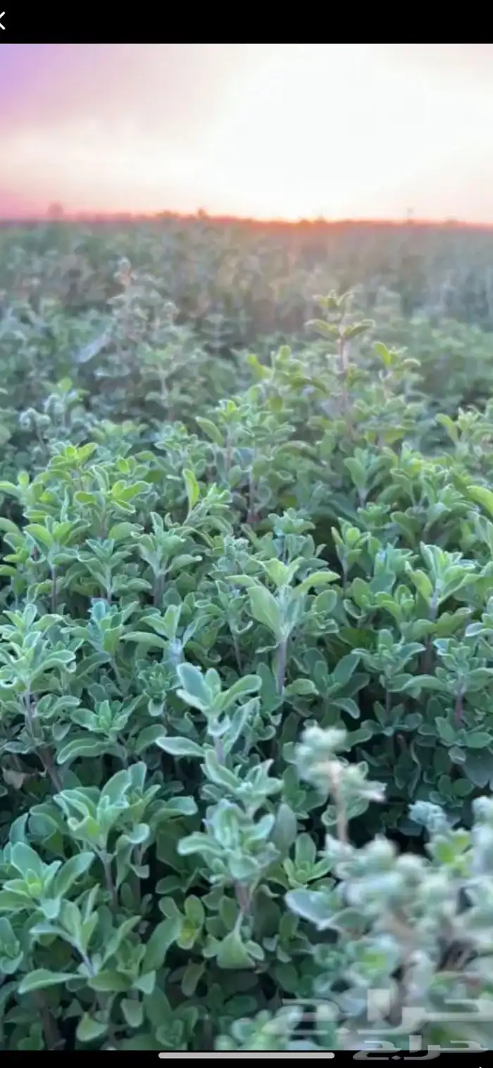 نعناع المدينه 1